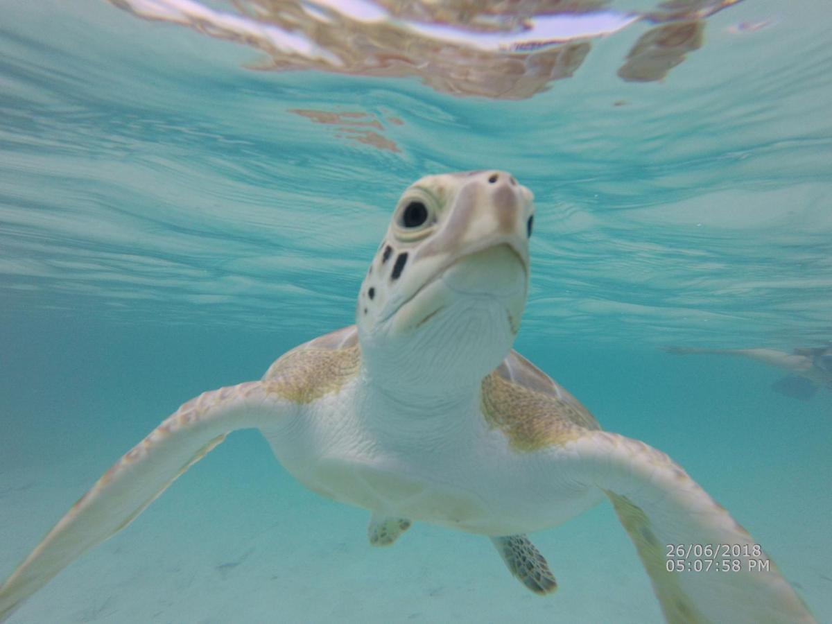 Апартаменты Turtles Nest Bahamas Джорджтаун Экстерьер фото
